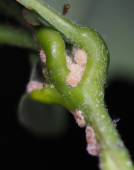 Nanokermes pubescens