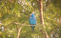 Cotinga maynana