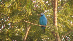 Cotinga maynana