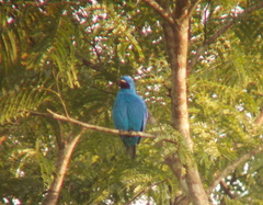 Cotinga maynana