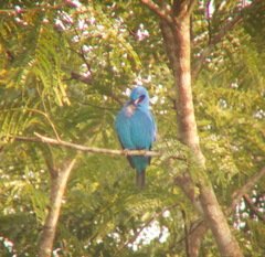 Cotinga maynana