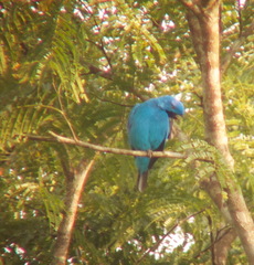 Cotinga maynana