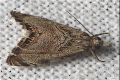 Glaucocharis dilatella