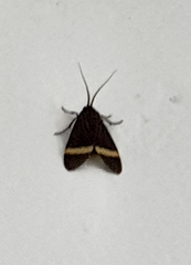 Aclytia