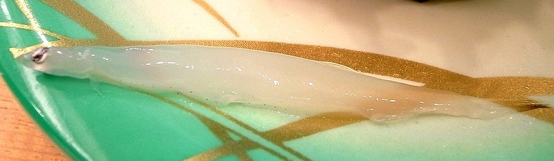 Japanese Icefishes