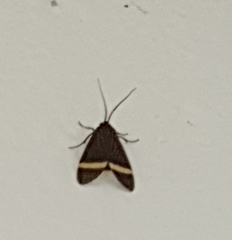 Aclytia
