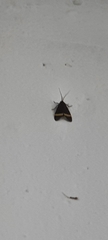 Aclytia