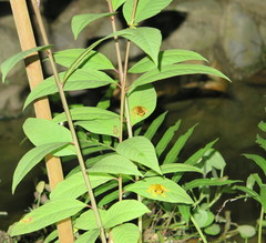 Dendropsophus bifurcus