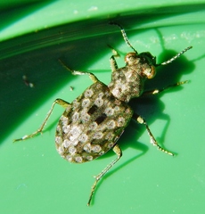 Elaphrus ruscarius
