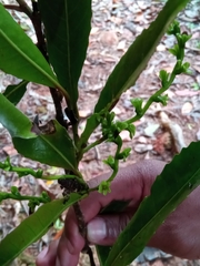 Homalium
