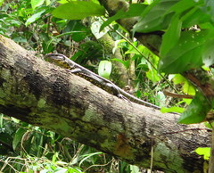 Tupinambis teguixin
