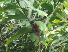 Plecturocebus discolor