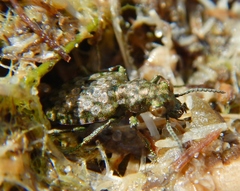 Elaphrus ruscarius
