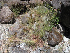 Sanguisorba occidentalis