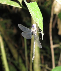 Gynacantha membranalis