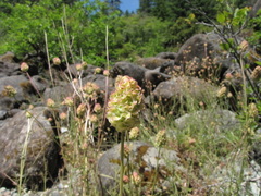 Sanguisorba occidentalis