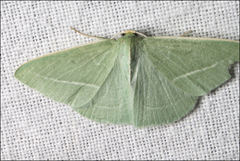 Chlorocoma stereota