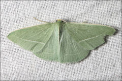 Chlorocoma stereota