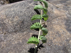 Sanguisorba occidentalis
