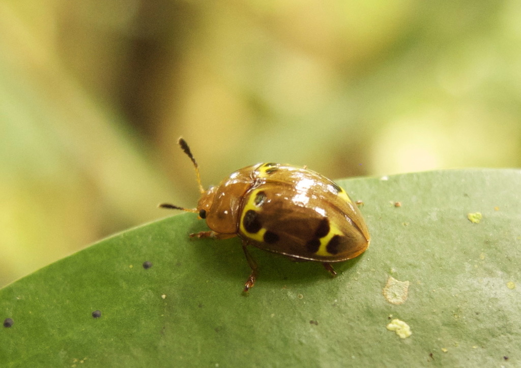 Iphiclus bajulus