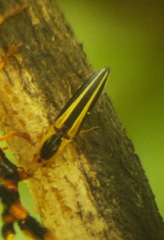 Semiotus bilineatus