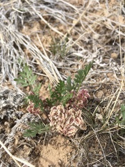 Cymopterus glomeratus