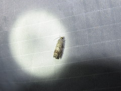 Ofatulena duodecemstriata