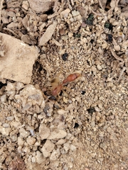 Chyphotes melaniceps