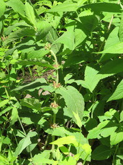 Triosteum perfoliatum
