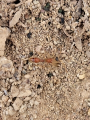 Chyphotes melaniceps