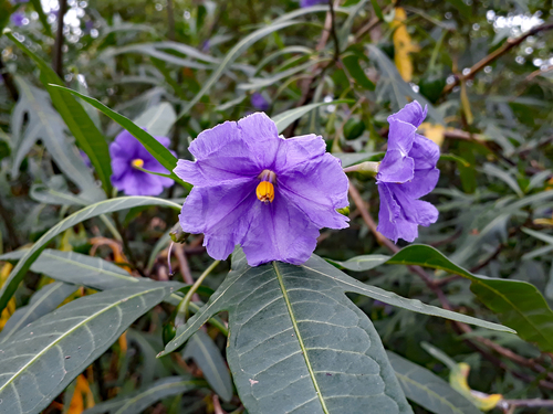 Solanum laciniatum