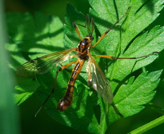Ctenophorinae