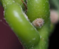 Nanokermes pubescens