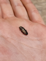 Chrysobothris octocola