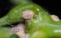 Nanokermes pubescens