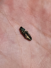 Chrysobothris octocola