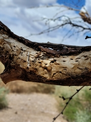 Chrysobothris octocola