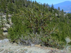Cercocarpus ledifolius