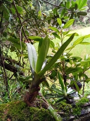 Aeranthes ramosa image