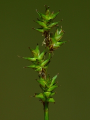 Carex echinata echinata