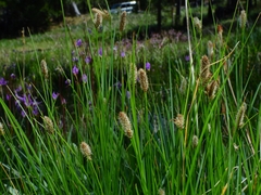 Carex scabriuscula