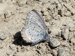 Celastrina asheri