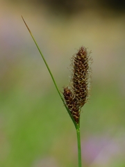 Carex scabriuscula