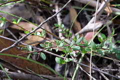 Bursaria spinosa