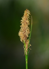 Carex scabriuscula