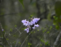Solanum amygdalifolium
