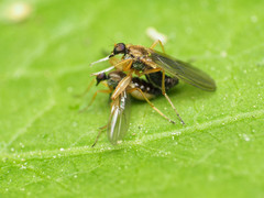 Platypalpus discifer