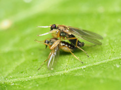 Platypalpus discifer