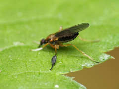 Platypalpus discifer