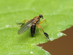 Platypalpus discifer